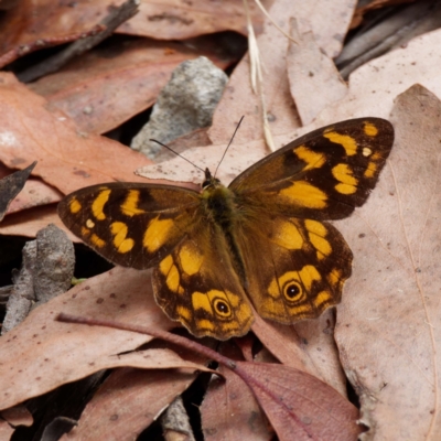 Heteronympha solandri (Solander's Brown) at Cotter River, ACT - 3 Feb 2021 by DPRees125