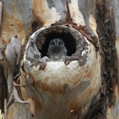 Aegotheles cristatus (Australian Owlet-nightjar) at Acton, ACT - 17 Feb 2021 by jb2602