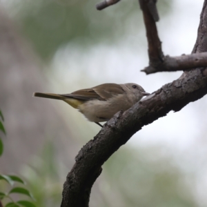 Pachycephala pectoralis at Acton, ACT - 17 Feb 2021 10:59 AM