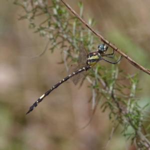 Parasynthemis regina at Majura, ACT - 7 Feb 2021 11:38 AM