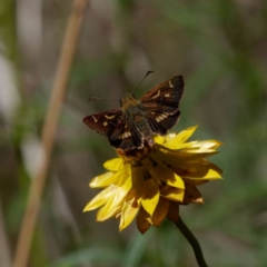 Dispar compacta (Barred Skipper) at Majura, ACT - 7 Feb 2021 by DPRees125