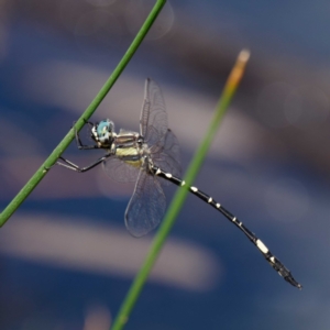 Parasynthemis regina at Forde, ACT - 13 Feb 2021