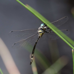 Parasynthemis regina at Forde, ACT - 13 Feb 2021