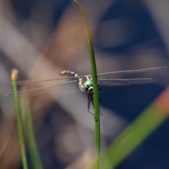 Parasynthemis regina at Forde, ACT - 13 Feb 2021