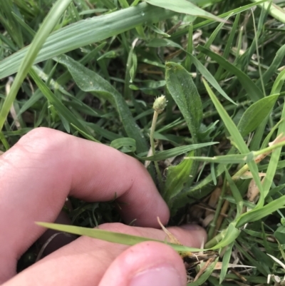 Cynodon dactylon (Couch Grass) at O'Connor, ACT - 17 Feb 2021 by Tapirlord