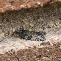 Tortricinae (subfamily) at Lyneham, ACT - 17 Feb 2021