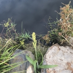 Sorghum bicolor at Lyneham, ACT - 18 Feb 2021 08:29 AM