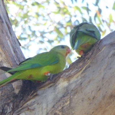 Polytelis swainsonii (Superb Parrot) at Katoomba Park, Campbell - 8 Jan 2021 by MargD