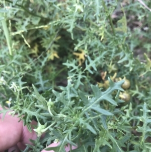 Solanum triflorum at Lyneham Wetland - 18 Feb 2021