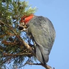 Callocephalon fimbriatum (Gang-gang Cockatoo) at Campbell, ACT - 12 Jan 2021 by MargD