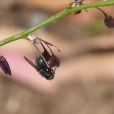 Unidentified True fly (Diptera) at Campbell, ACT - 5 Jan 2021 by MargD