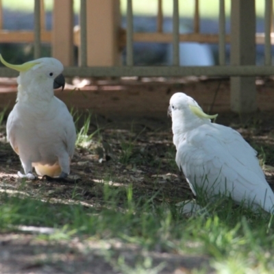 Cacatua galerita (Sulphur-crested Cockatoo) at South Albury, NSW - 16 Feb 2021 by PaulF