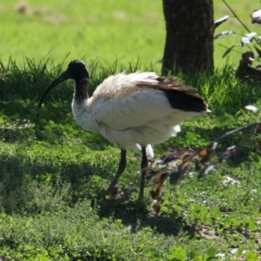 Threskiornis molucca (Australian White Ibis) at South Albury, NSW - 16 Feb 2021 by PaulF