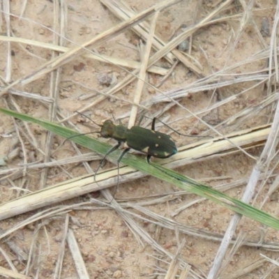 Cicindela (Myriochile) mastersi (Tiger beetle) at Kaleen, ACT - 18 Feb 2021 by Christine