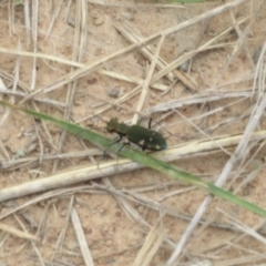 Cicindela (Myriochile) mastersi at Kaleen, ACT - 18 Feb 2021