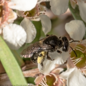 Lasioglossum sp. (genus) at Acton, ACT - 17 Feb 2021 11:01 AM