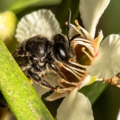 Lasioglossum sp. (genus) at Acton, ACT - 17 Feb 2021 11:01 AM