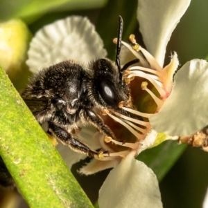 Lasioglossum sp. (genus) at Acton, ACT - 17 Feb 2021 11:01 AM