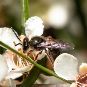 Lasioglossum (Homalictus) sp. (genus & subgenus) at Acton, ACT - 15 Feb 2021 10:46 AM