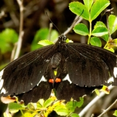 Papilio aegeus (Orchard Swallowtail, Large Citrus Butterfly) at Rossi, NSW - 18 Feb 2021 by SthTallagandaSurvey