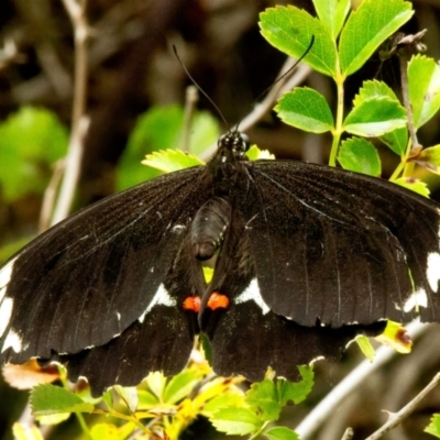 Papilio aegeus (Orchard Swallowtail, Large Citrus Butterfly) at Rossi, NSW - 18 Feb 2021 by SthTallagandaSurvey