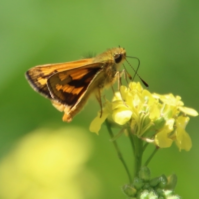 Ocybadistes walkeri (Green Grass-dart) at Hughes, ACT - 18 Feb 2021 by LisaH