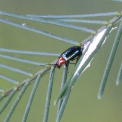 Adoxia benallae (Leaf beetle) at Hughes, ACT - 18 Feb 2021 by LisaH