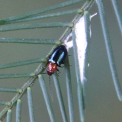 Adoxia benallae at Hughes, ACT - 18 Feb 2021 02:53 PM