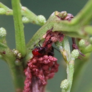 Oechalia schellenbergii at Deakin, ACT - 18 Feb 2021