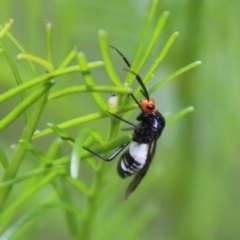 Trilaccus mimeticus (Braconid-mimic plant bug) at Deakin, ACT - 18 Feb 2021 by LisaH