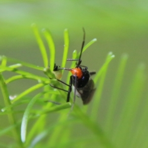 Trilaccus mimeticus at Deakin, ACT - 18 Feb 2021 02:51 PM