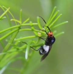 Trilaccus mimeticus at Deakin, ACT - 18 Feb 2021 02:51 PM