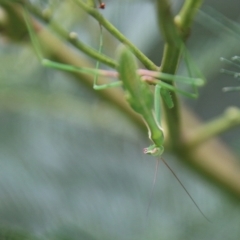 Pseudomantis albofimbriata at Deakin, ACT - 18 Feb 2021 02:45 PM