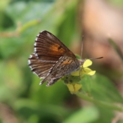 Lucia limbaria (Chequered Copper) at Hughes, ACT - 18 Feb 2021 by LisaH