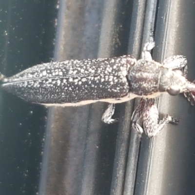 Rhinotia sp. (genus) (Unidentified Rhinotia weevil) at Holt, ACT - 18 Feb 2021 by trevorpreston
