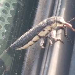 Rhinotia sp. (genus) at Holt, ACT - 18 Feb 2021