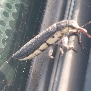 Rhinotia sp. (genus) at Holt, ACT - 18 Feb 2021 04:24 PM