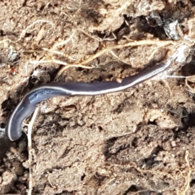 Caenoplana coerulea (Blue Planarian, Blue Garden Flatworm) at Holt, ACT - 18 Feb 2021 by trevorpreston