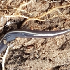 Caenoplana coerulea at Holt, ACT - 18 Feb 2021