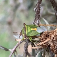 Cuspicona thoracica (Shield bug) at Murrumbateman, NSW - 18 Feb 2021 by SimoneC
