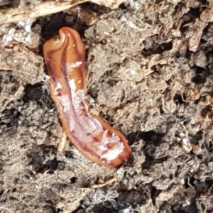 Anzoplana trilineata at Holt, ACT - 18 Feb 2021