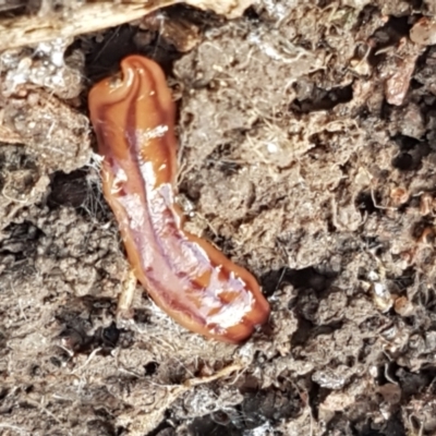 Anzoplana trilineata (A Flatworm) at Holt, ACT - 18 Feb 2021 by tpreston