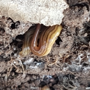 Fletchamia quinquelineata at Holt, ACT - 18 Feb 2021 04:36 PM