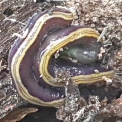 Caenoplana variegata (Two-tone Planarian) at Holt, ACT - 18 Feb 2021 by trevorpreston