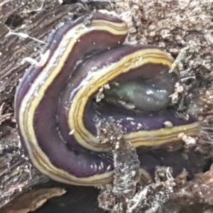 Caenoplana bicolor at Holt, ACT - 18 Feb 2021