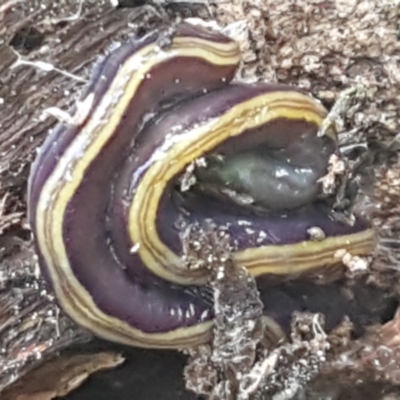 Caenoplana bicolor (Two-tone Planarian) at Woodstock Nature Reserve - 18 Feb 2021 by tpreston