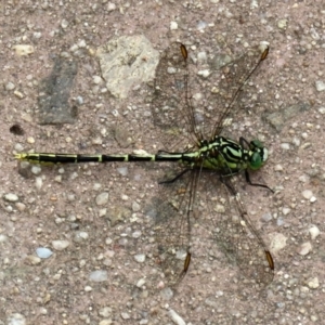 Austrogomphus guerini at Paddys River, ACT - 17 Feb 2021