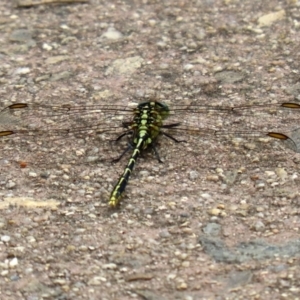 Austrogomphus guerini at Paddys River, ACT - 17 Feb 2021