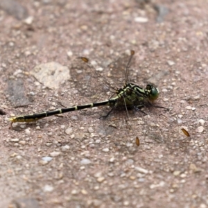 Austrogomphus guerini at Paddys River, ACT - 17 Feb 2021