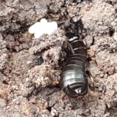 Anisolabididae (family) at Holt, ACT - 18 Feb 2021